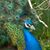 Sudheera Bandara's profile image