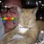 Greg Hood's profile image