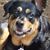 Lori Cartin Boskey's profile image