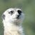 George D. Daher's profile image