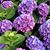 Susan McMorris Slovic's profile image