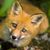 Elizabeth Meyer's profile image