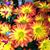 Karle Watson's profile image