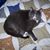 Kim Collum's profile image