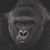 Nigel Oree's profile image
