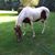 Susan Hanscom O'Reilly's profile image