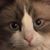 JoAnn Zelesnikar's profile image