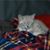 Peter Mooshammer's profile image