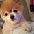 Jennifer L. Hare's profile image
