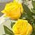 Juana Juarez's profile image