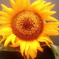 Mechelle Williamson's profile image