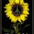 Linda Heddle Crovetti's profile image