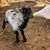 Kimberly Veilleux's profile image