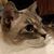 Alexandru Vasile's profile image