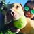 Annie Accardi's profile image