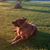 Ardis Halma's profile image