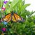 Sharon McIntosh's profile image