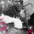 Susan DeRosa's profile image