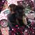 Cindy Dichiara's profile image