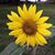 Lynette Richardson Lakey's profile image