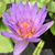 Sc Koay's profile image