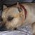 Raina Campbell's profile image