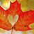 Michelle Corey-Sperr's profile image