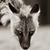 Ellen MacKay's profile image