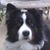 Brian Iannotti's profile image