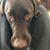 Debra Iadipaolo Weber's profile image