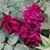 Jeanette Marie's profile image