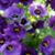 Sue B Green's profile image