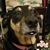 Molly Lou Wallace's profile image