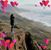 Carole Lewis's profile image