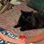 Shannon Pawlowski's profile image