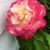 Hazel White's profile image