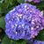 Patti Fortuna's profile image
