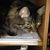 Rebecca Marie Tagtgren's profile image