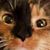 Cynthia Wentzel's profile image