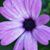 Bella Suegra's profile image