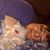Lisa Thomsen's profile image