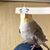 Lisa Ellis's profile image