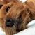 Janine Zhang's profile image
