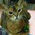 Diane Brzowski's profile image