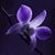 Jiminee Crickett's profile image