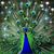 Betty Meadows Groves's profile image