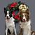 Nancy Bousquet's profile image