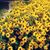 Sherry Cantrell Lee's profile image