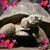 Sharon L. Hart Paquette's profile image