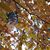 Schell Brie's profile image